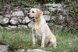 LABRADOR 847